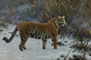 Gerahmter Druck : Ein Tiger im Schnee Gerahmter Druck : Ein Tiger im Schnee