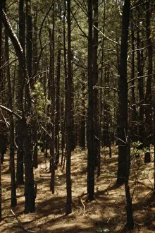 Holzprojekt zur Reforestrierung, Md., zwischen 1941 und 1942; Urheber unbekannt