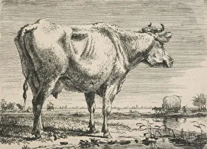 Heritage Art From The Netherlands Drucke: No title. (Cattle study.), c.1798. Creator: Pieter Gerardus van Os