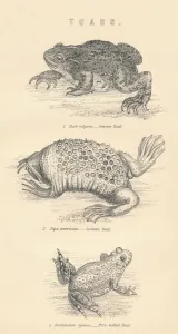 William Mackenzie Prints Drucke: Toads, 1885