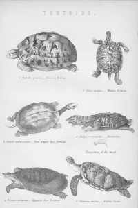 William Mackenzie Prints Drucke: Tortoise, 1885