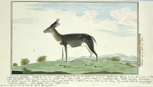 Robert Jacob Gordon Artwork Drucke: Tragelaphus scriptus (Bushbuck), 1778. Creator: Robert Jacob Gordon
