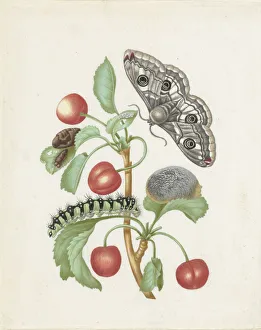 Watercolour On Parchment Art Drucke: Transformation of the Night Peacock Eye, 1679