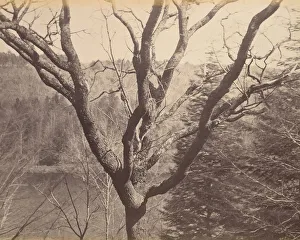 Black And White Tree Images Drucke: Tree, ca. 1858. Creator: Horatio Ross