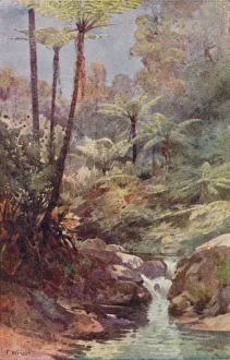 Baumfarn, 1923. Künstler: Unbekannt.