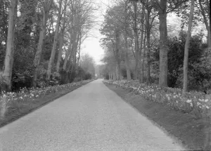 Daffodils In Spring Drucke: Tree-lined drive, c1935. Creator: Kirk & Sons of Cowes