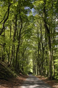 Peak District Landscape Drucke: Tree-lined road, Castleton, Derbyshire