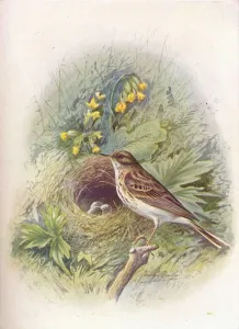 Passerine Species Drucke: Tree-Pipit - An thus trivia lis, c1910, (1910). Artist: George James Rankin