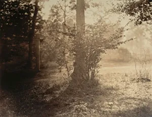 Black And White Forest Landscape Drucke: Tree Study, Forest of Fontainebleau, ca. 1856. Creator: Gustave Le Gray