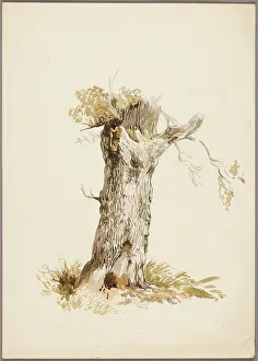 English Heritage Art Collection Drucke: Tree Trunk I, n.d. Creators: Unknown, William Callow