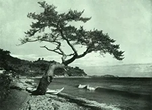 Coastal Village Scene Drucke: The Tree and the Wave, 1910. Creator: Herbert Ponting
