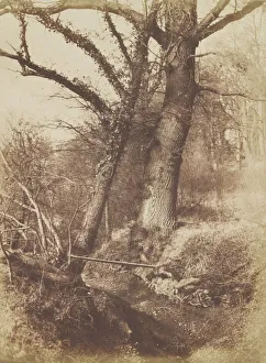 Black And White Tree Images Drucke: Trees, 1854-57. Creator: Thomas Keith