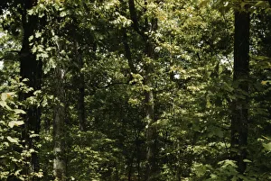Rural America Photography Drucke: Trees in a reforestation project, Md. ?, between 1941 and 1942. Creator: Unknown