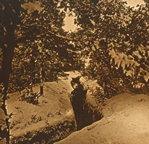 Trench Life In WWI Drucke: Trenches under fir trees, c1914-c1918