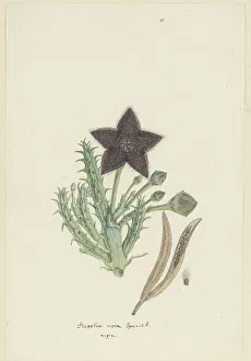 Tridentea gemmiflora (Masson) Haw., 1777-1786, Schöpfer: Robert Jacob Gordon