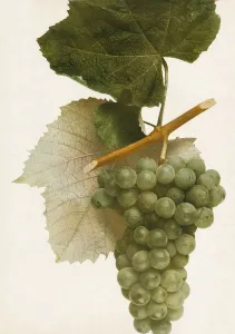 Vintage Fruit Photography Drucke: Triumph, 1908
