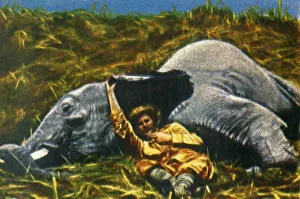 Cigarette Card Album Images Drucke: Trophy-hunter with dead elephant, c1928. Creator: Unknown