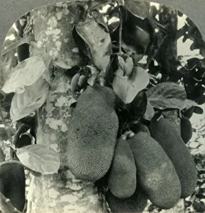 Java Island Scenery Drucke: Tropical Fruit as it Grows on the Island of Java, c1930s. Creator: Unknown