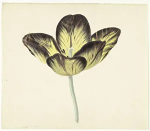 Rijksmuseum Heritage Images Drucke: Tulip called Bizard Egiptienne, 1741-1795. Creator: Cornelis van Noorde