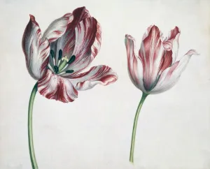 Historic Flower Illustrations Drucke: Tulips