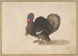Ein Huhn von einem unbekannten Künstler