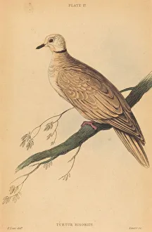 Hand Colored Lithograph Art Drucke: Turtur Risorius. Creator: William Home Lizars
