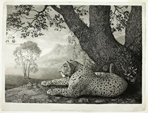 Heritage Art Prints UK Drucke: A Tyger (A Recumbent Leopard by a Tree), May 1, 1788. Creator: George Stubbs