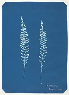 Unermittelter Titel, um ca. 1850 von unbekannter Künstler entstanden
