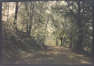 Nature Photography Gallery Drucke: Untitled [path through a forest], c. 1880. Creator: Unknown