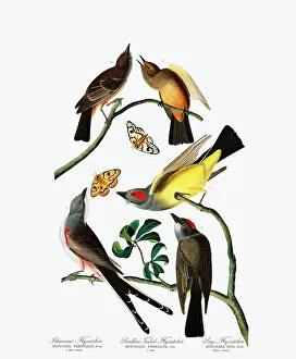John James Audubon Engravings Drucke: Three Varieties of Flycatcher, 1845