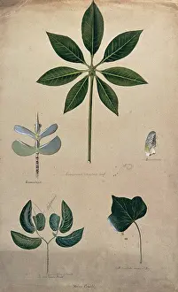 Botanical Still Life Drucke: Various leaf forms, including succulent and compound, c1900. Creator: Helen Cowell