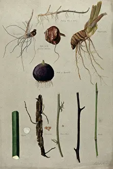 Verschiedene Stammformen, einschließlich Knollen und Wurzeln, um 1900. Künstler: Isabel Sawkins