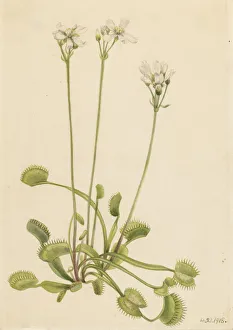 Venusflyfalle (Dionaea muscipula), 1918. Erstellerin: Mary Vaux Walcott