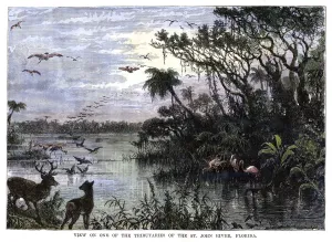 Florida Landscape Photography Drucke: View on one of the Tributaries of the St John River, Florida, 19th century