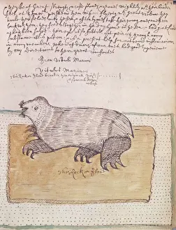 Ein Walross, 1677. Künstler: Unbekannt.