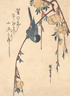 Cherry Blossom Flowers Drucke: Weeping Cherry. Creator: Ando Hiroshige