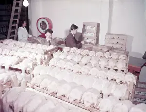 Arthur Charles Kirby Ware Photos Drucke: Weighing, grading and packing ducks