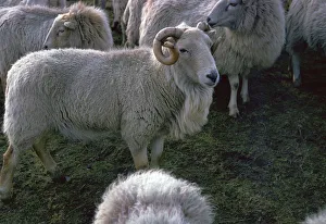 Welscher Gebirgsram