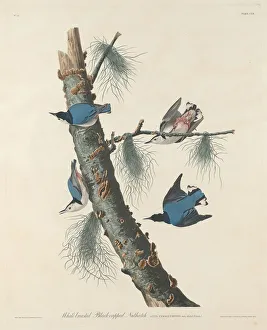 Weißbrust-Nachtigall, Schwarzmantel-Blackkap-Nachtschwalbe (Kreuzer), 1832. Erfinder: Robert Havell