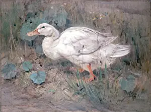 Heritage Animal Images Drucke: A White Duck. Creator: Edwin Alexander