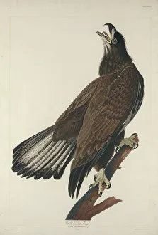 Hand Colored Engraving Art Drucke: White-Headed Eagle, 1832. Creator: Robert Havell