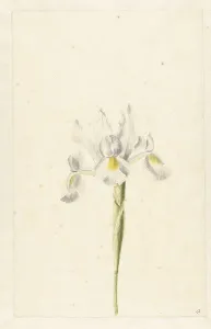 Heritage Watercolour Art Drucke: White Iris (Iris albicans), c.1674-c.1695. Creator: Circle of Pieter Withoos