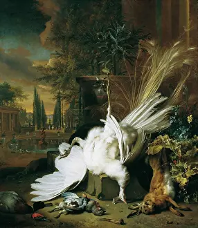 Oil On Canvas Animal Paintings Drucke: The white peacock, 1693. Creator: Weenix, Jan, the Younger (1642-1719)