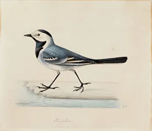 Heritage Wildlife Images Drucke: White Wagtail. Creator: Ferdinand von Wright