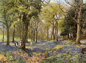 Wilde Knabenkraut im sächsischen Walde, 1906