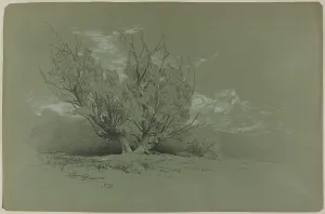 Weiden, 1885; Künstler: David Johnson