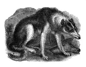 Wolfsel, 1848