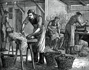 Wollsortierer 1880