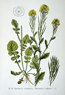 Gelbe Rakete, 1893