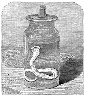 London Zoo History Drucke: Young python in the Zoological Society's Gardens, 1862. Creator: Unknown